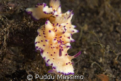 lembeh strait,nikon d70s 60mm macro by Puddu Massimo 